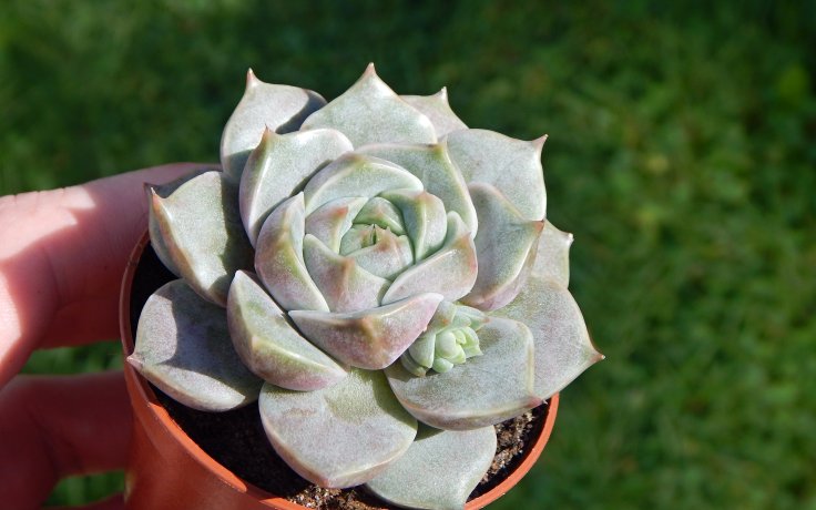 Echeveria Marsic dužnatky
