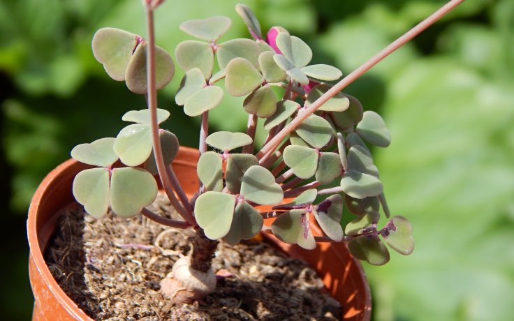 Oxalis Lima - succulent plant