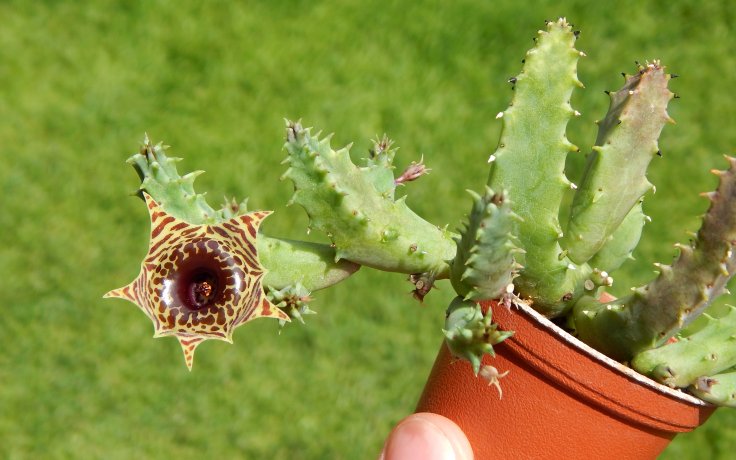Huernia zebrina sukulenty kvetoucí