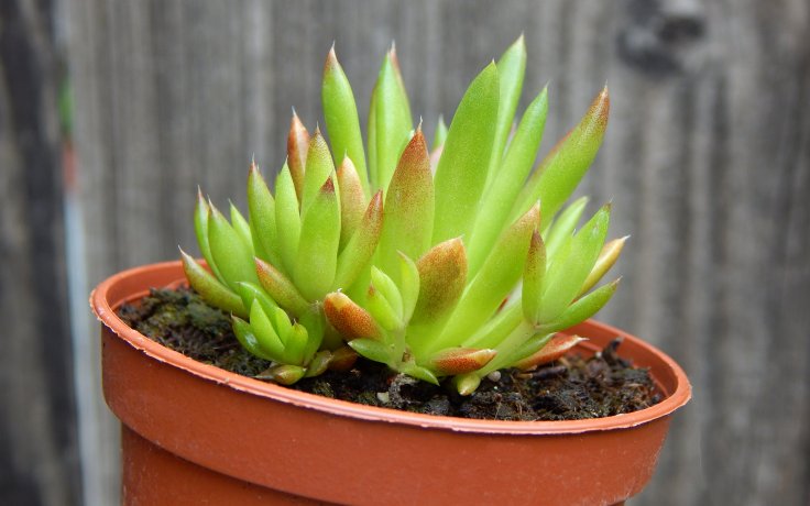 Orostachys japonica - hornoklasec