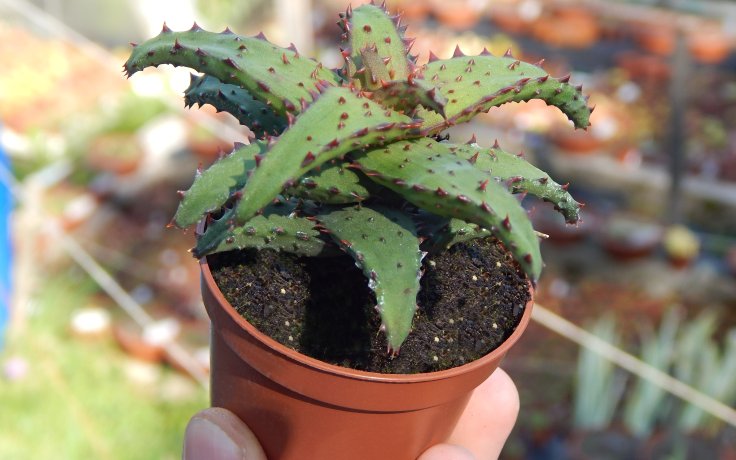 Aloe castilloniae (Itampolo)