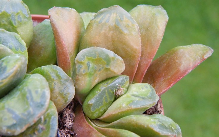 Haworthia Frosty Tips - sukulenty