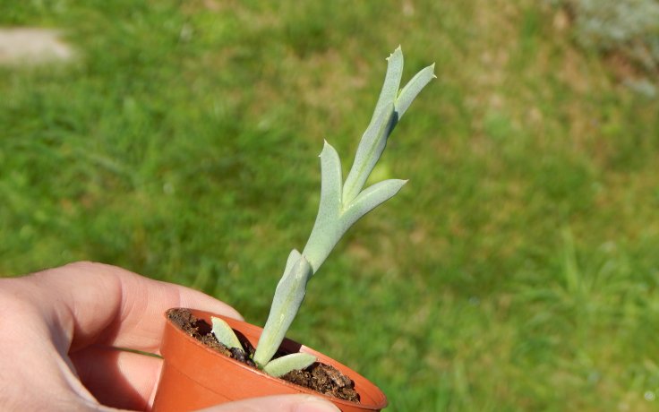 Ruschia perfoliata bezlistá rostlina