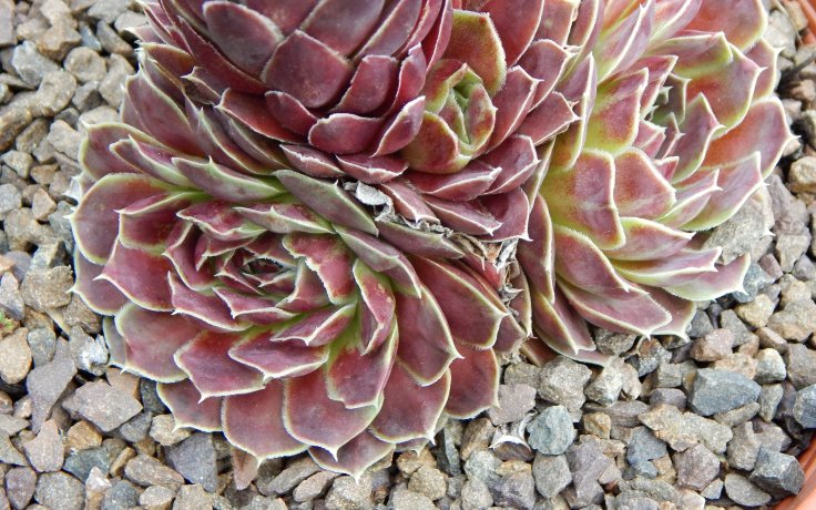 Jovibarba heuffelii Walpole