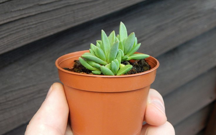 Delosperma Sunrise Red - Orange