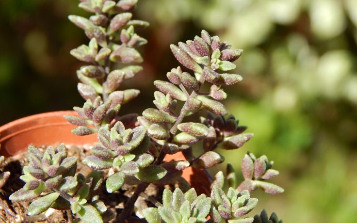 Monanthes muralis