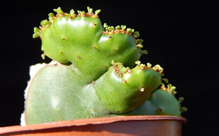 Euphorbia alluaudii cristata