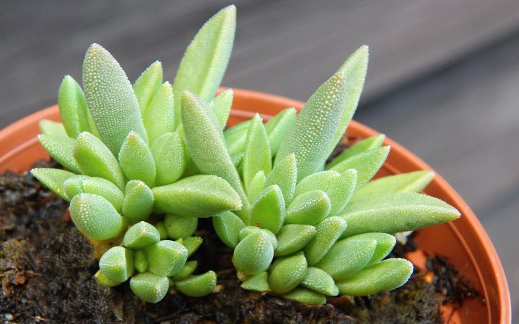 Delosperma Sunrise Red - Orange