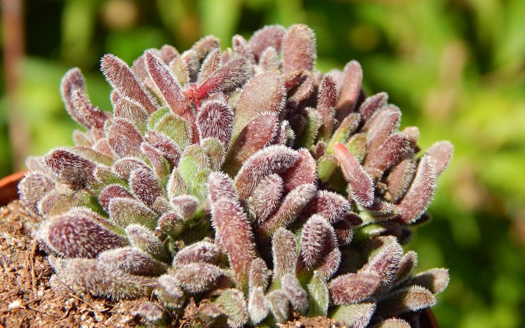 Crassula pubescens - malá tlustice