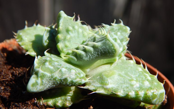 Faucaria felina subs. tuberculosa Hybrid