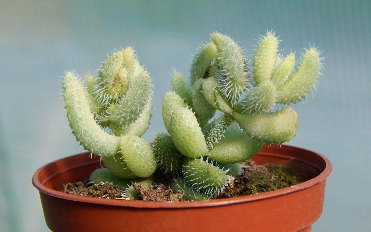 Delosperma echinatum variegata pokojovka