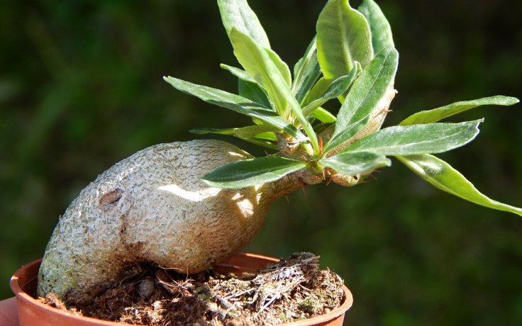 Pachypodium succulentum kaudex