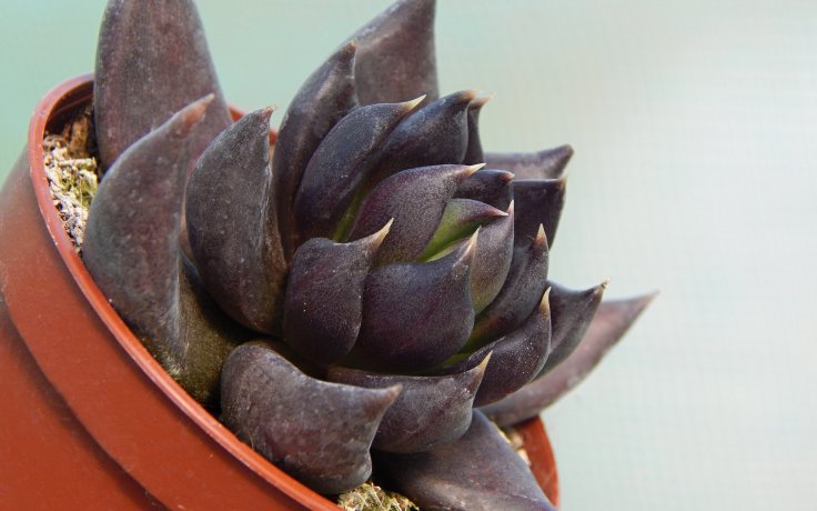 Echeveria Black Knight