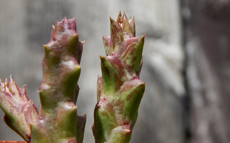 Orbea variegata Lazy