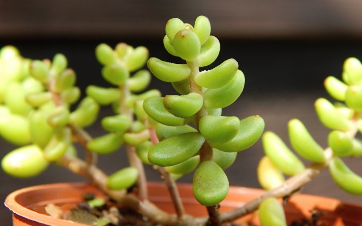 Sedum album Athoum