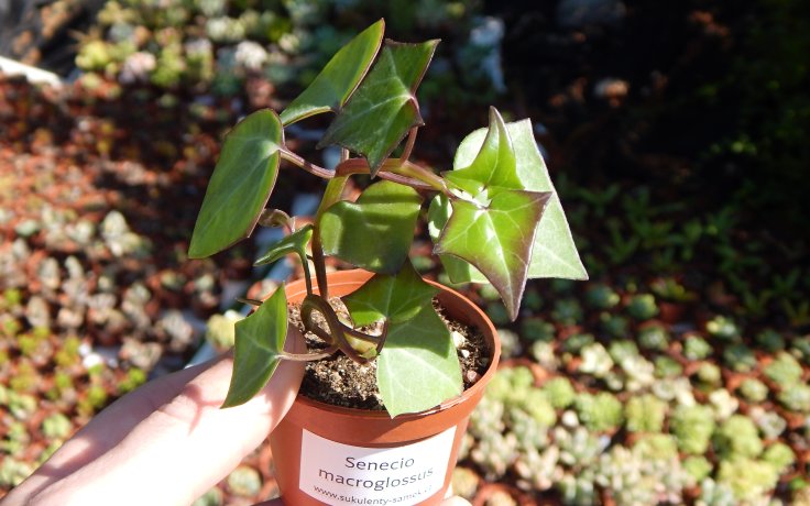Senecio macroglossus popínavý sukulent