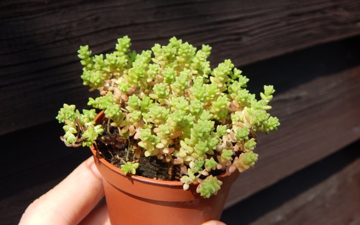 Sedum anglicum subsp. pyrenaicum