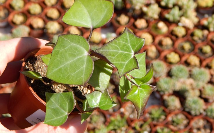 Senecio macroglossus starček sukulent