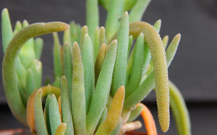 Delosperma Kraftwerk (Kosmatec)
