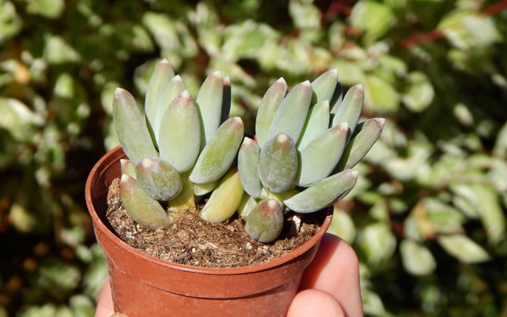 Pachyphytum hookeri - sukulenty a kaktusy