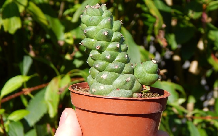 Euphorbia ritchiei