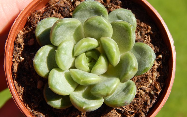 Graptoveria Amethorum sukulenty
