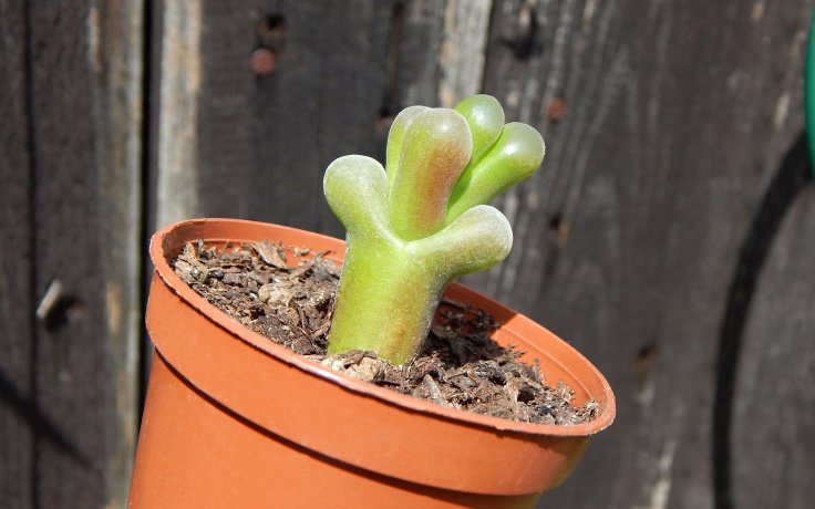 Conophytum maughanii - Konofytum