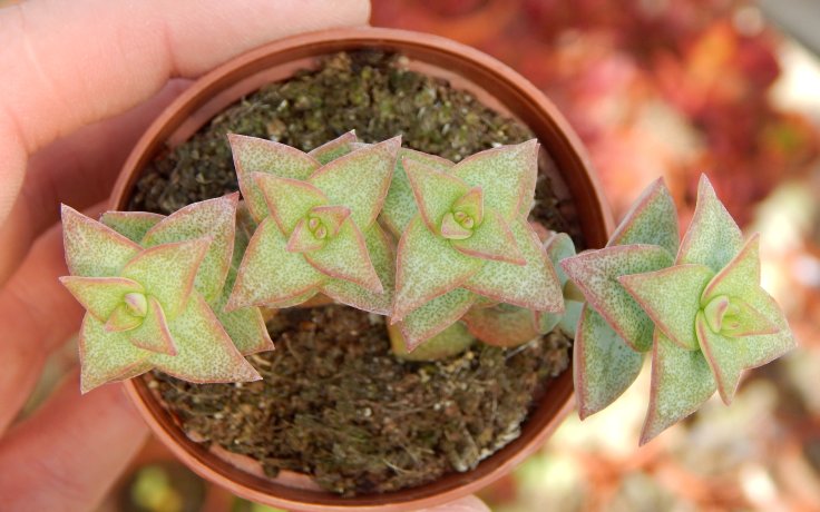 Crassula perforata - tlustice sukulent nenáročný