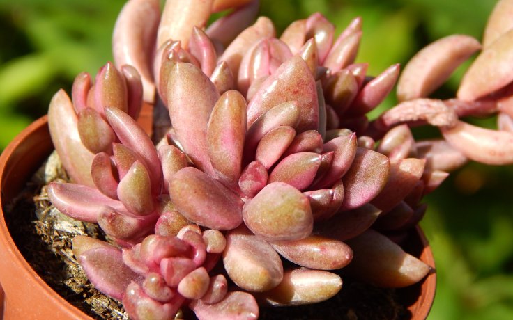 Lenopetalum Chocolate & Strawberries