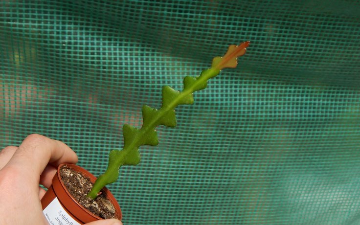 Epiphyllum anguliger na prodej