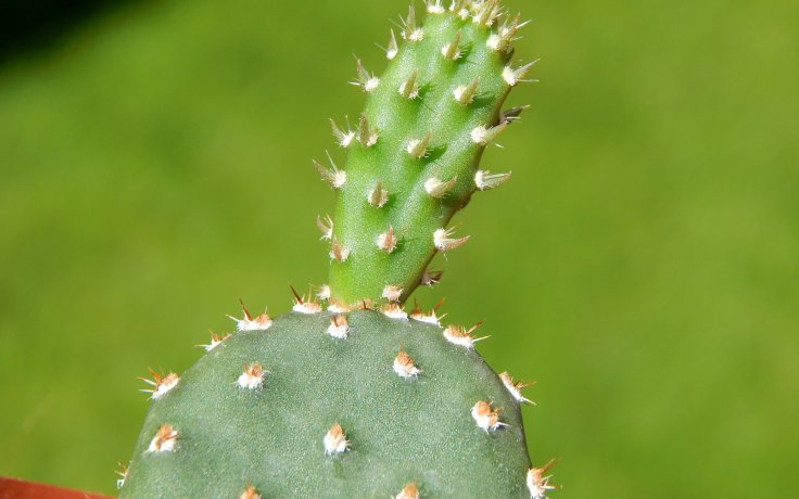Opuntia fragilis Freiburg - cactus