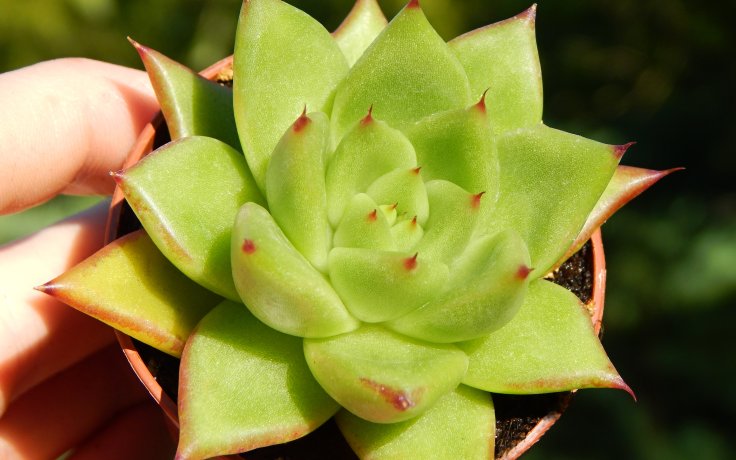 Echeveria agavoides Red Edge - sukulenty