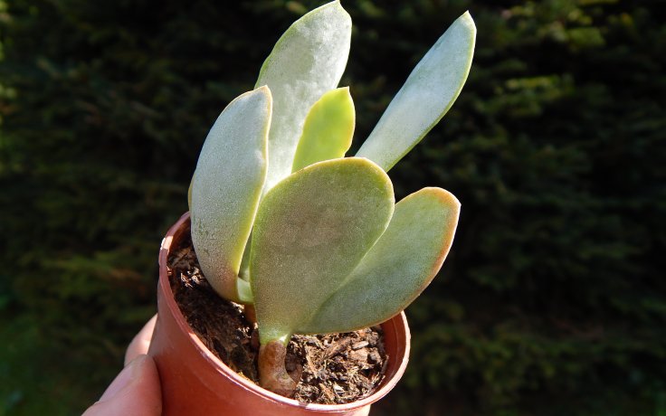 Adromischus hemisphaericus Silver sukulenty