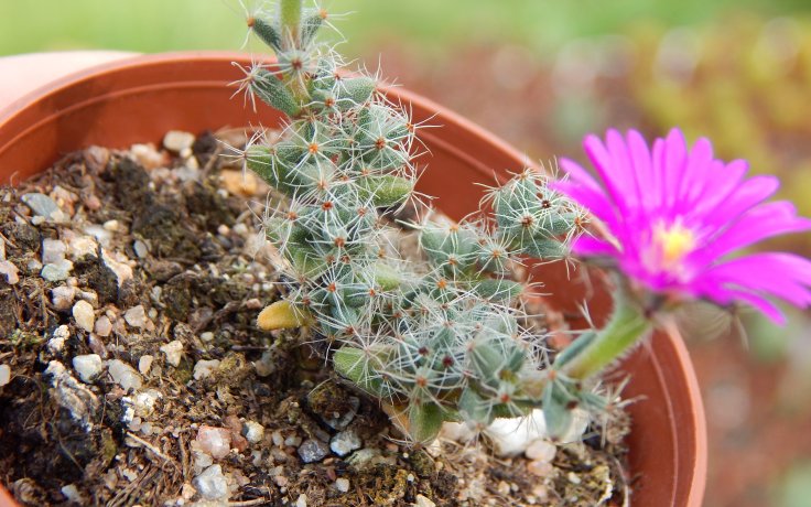 Trichodiadema densum kvetoucí sukulent