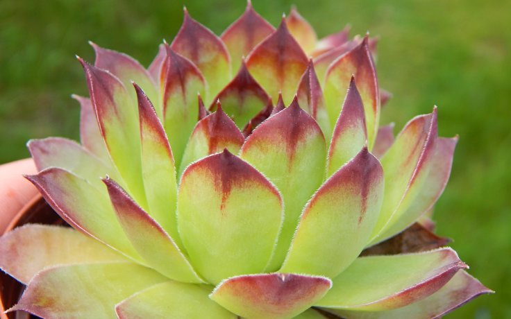 Sempervivum tectorum
