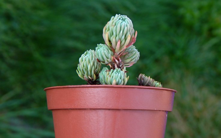 Sedum forsterianum