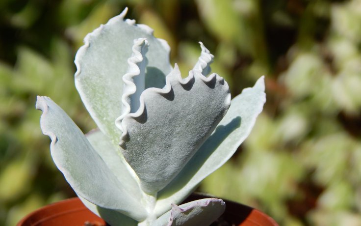 Cotyledon undulata Red na prodej