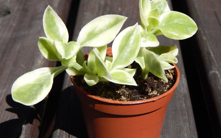 Dorotheanthus bellidiformis variegata