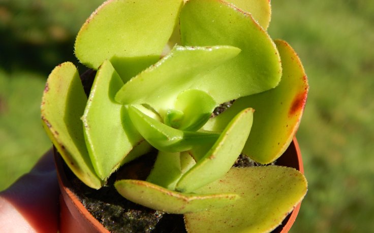 Aeonium glutinosum plant