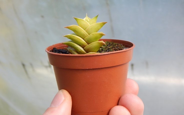 Astroloba spiralis sukulent