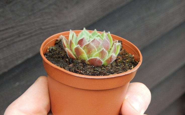 Sempervivum Queen Amealia