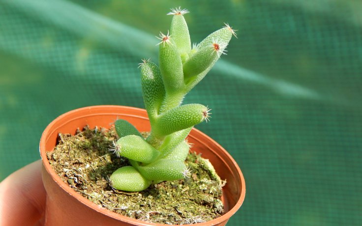 Trichodiadema calvatum