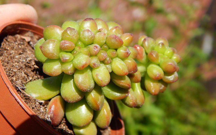 Sedum lucidum Obesum cristata