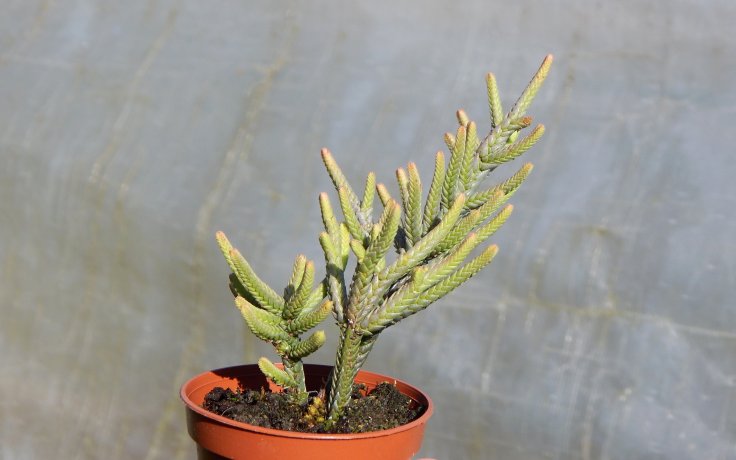 Crassula muscosa Fireworks