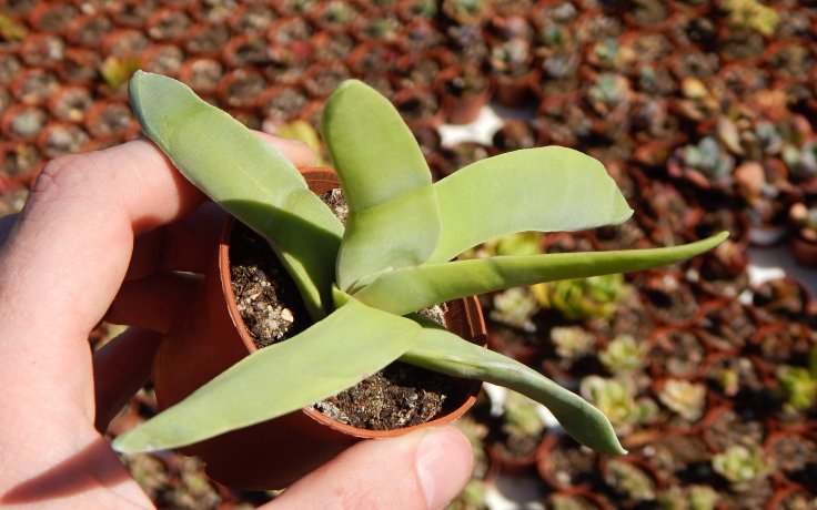 Crassula falcata - Tlustice