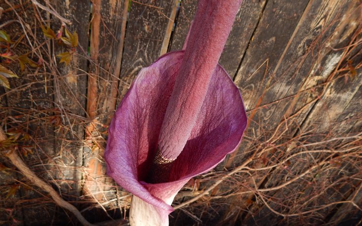 Amorphophallus konjac - voodoo lily