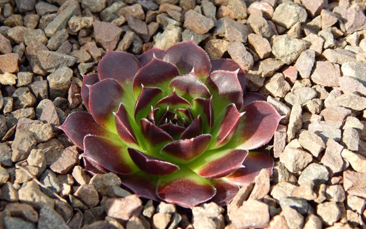 Jovibarba heuffelii Lengai