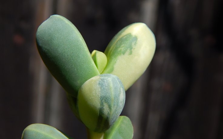 Corpuscularia lehmannii variegata sukulenty