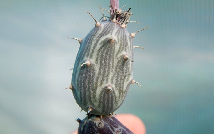 Senecio pendulus starček