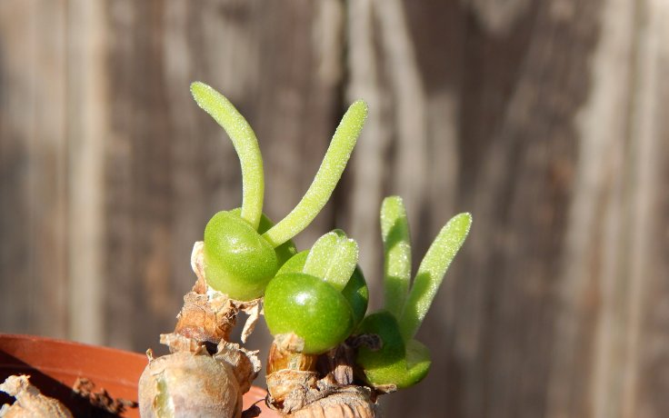 Monilaria moniliformis - zajíčková rostlina